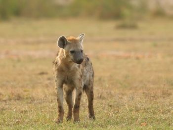 Hyena on field