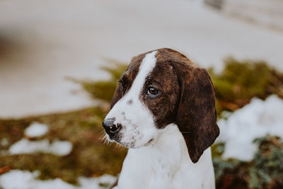 Dog looking away on snow field