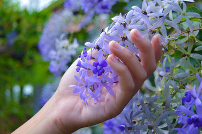 Close-up of hand holding purple flowering plant