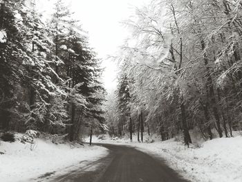 Road passing through forest