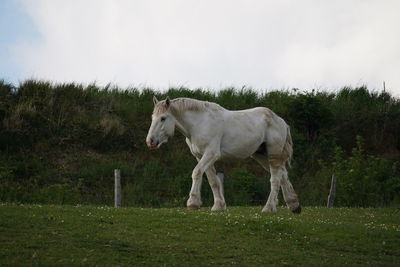 Horse standing on field