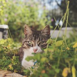 Close-up of cat