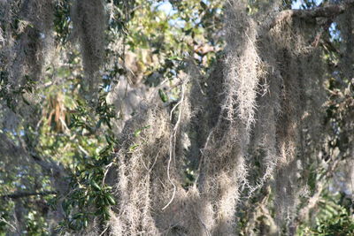 Close-up of sheep on tree