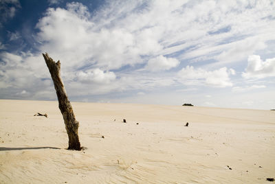 Driftwood on sand dune in desert against sky