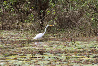 View of a bird on land