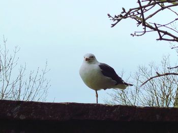 Low angle view of seagull perching on branch against sky