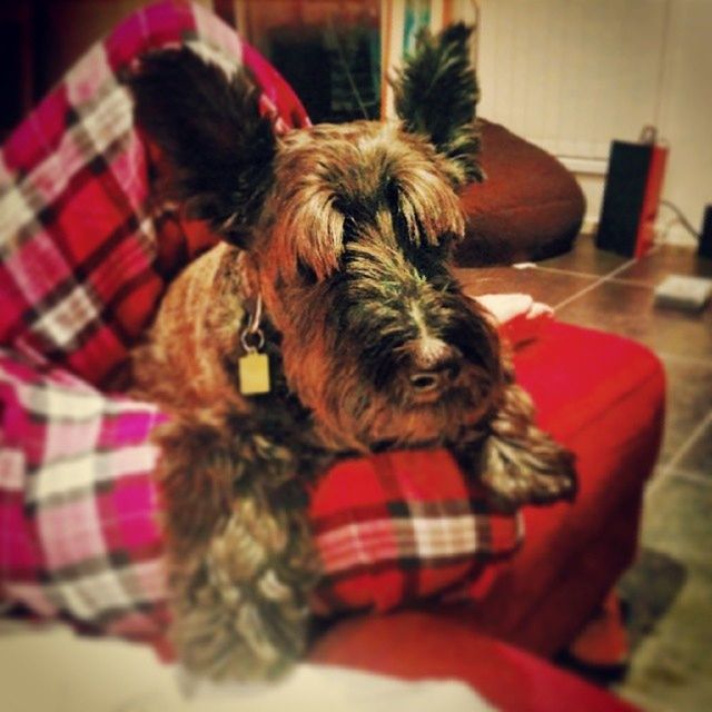 indoors, pets, domestic animals, dog, animal themes, one animal, mammal, home interior, sitting, red, cute, childhood, relaxation, animal hair, focus on foreground, toy, selective focus, full length