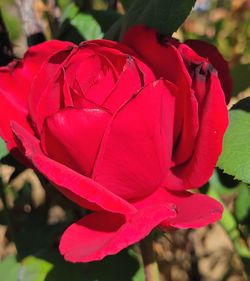 Close-up of red rose flower
