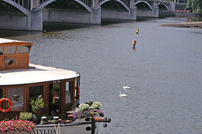 High angle view of bird in water