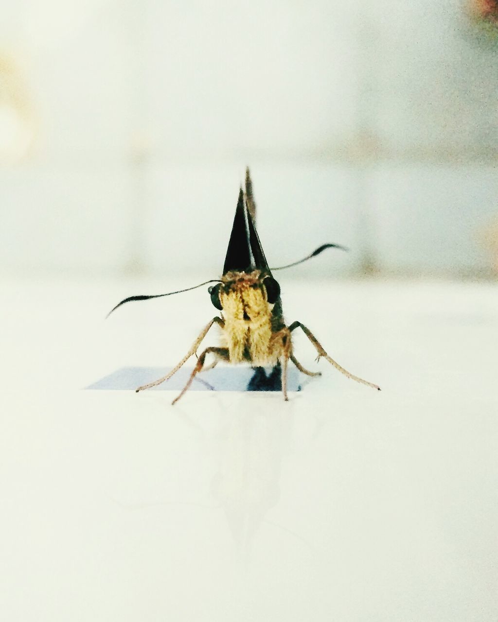 CLOSE-UP OF INSECT ON STEM