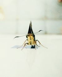 Close-up of insect on leaf