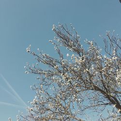 Low angle view of flowers against blue sky