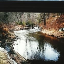 Reflection of trees in water