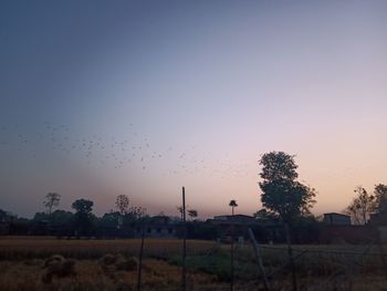 Birds on field against sky at sunset