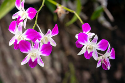 Close-up of pink flowering plants