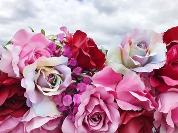 Close-up of pink roses against sky