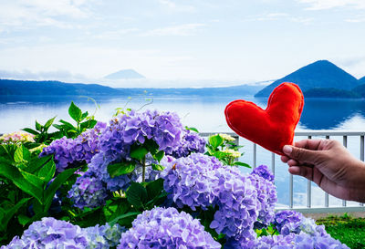 Close-up of hand holding purple flowering plant