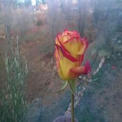 Close-up of rose against blurred background