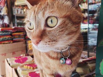 Close-up portrait of a cat