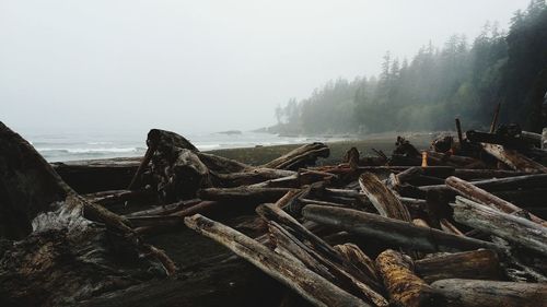 Scenic view of logs in foggy weather