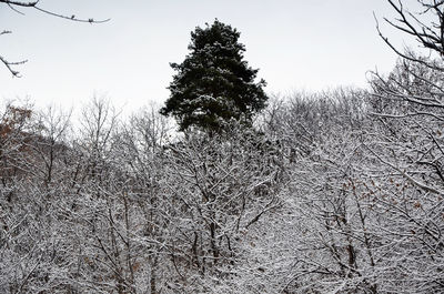 Low angle view of bare trees against sky during winter