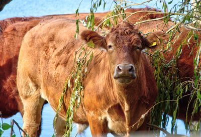 Close-up of cow