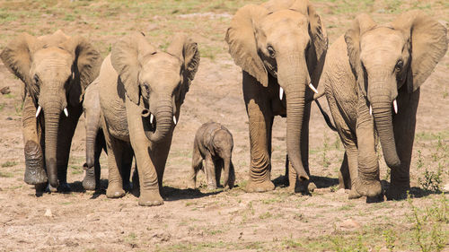 Group of elephants walking on field