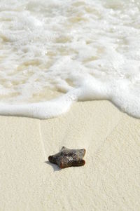 High angle view of starfish on shore