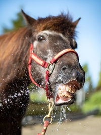 Close-up of a horse