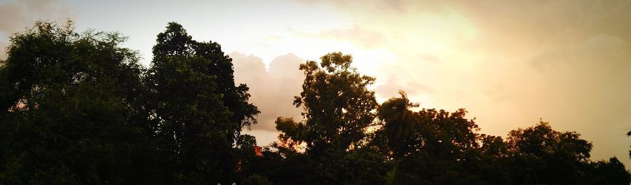 Low angle view of trees against sky