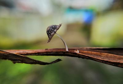 Close-up of insect on leaf