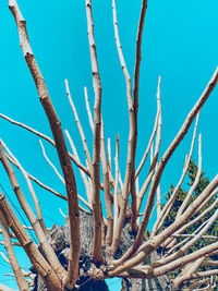 Low angle view of branches against blue sky