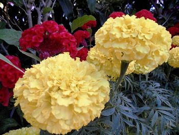 Close-up of flowers