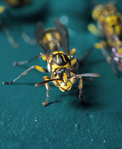 Close-up of bee on the surface