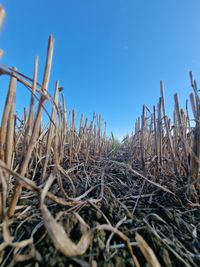 Low angle view of plant against clear blue sky