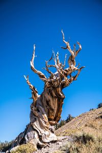 Low angle view of tree against clear blue sky