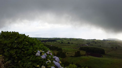 Scenic view of agricultural field against sky