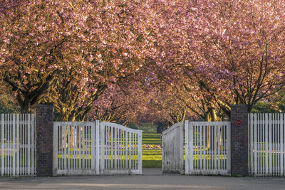 Germany, hamburg, cherry blossoms blooming in front of cemetery entrance