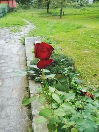 Close-up of red rose on plant