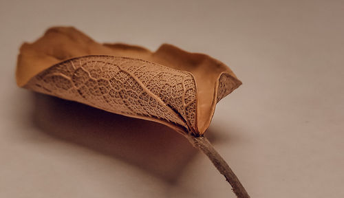 Close-up of dried leaves on table