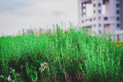 Close-up of grass growing on field against sky