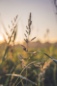 Close-up of stalks in field against sky during sunset