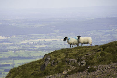 View of sheep on high land