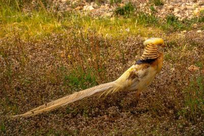 View of bird on land
