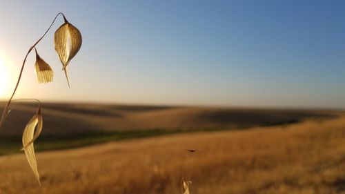 Close-up of crops on field against sky during sunset