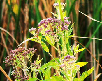 Close-up of purple flowers blooming outdoors