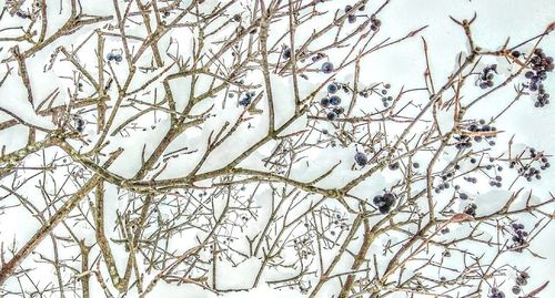 Close-up of tree during winter