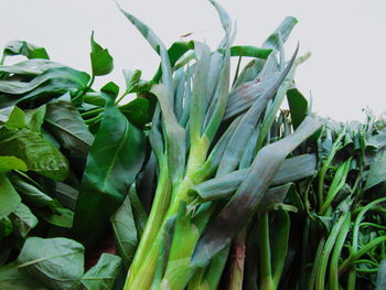 Close-up of fresh green plant against white background