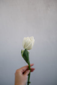 Close-up of hand holding plant against white background