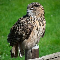 Close-up of owl perching on wood